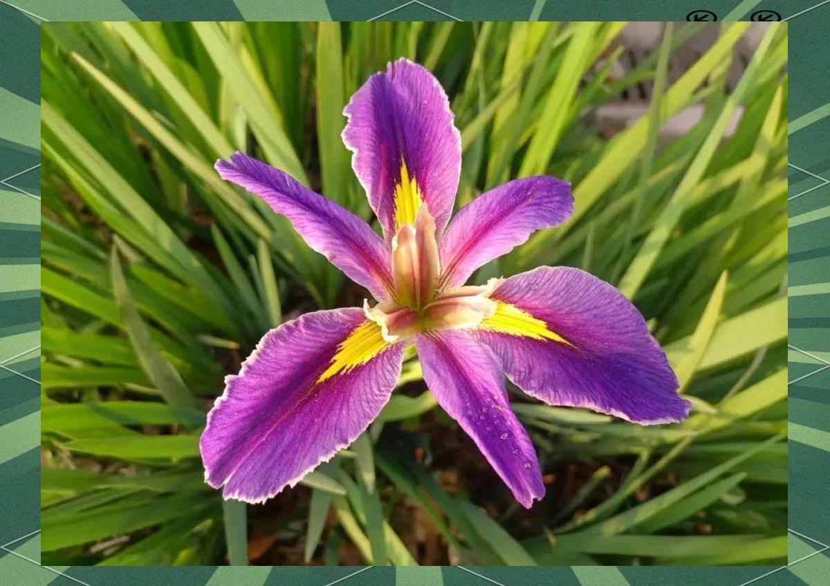 法国挑战瑞士，胜负将在一线之间