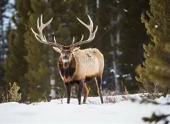 包含雄鹿客场大败雄鹿，劳森快攻破堪王朝的词条