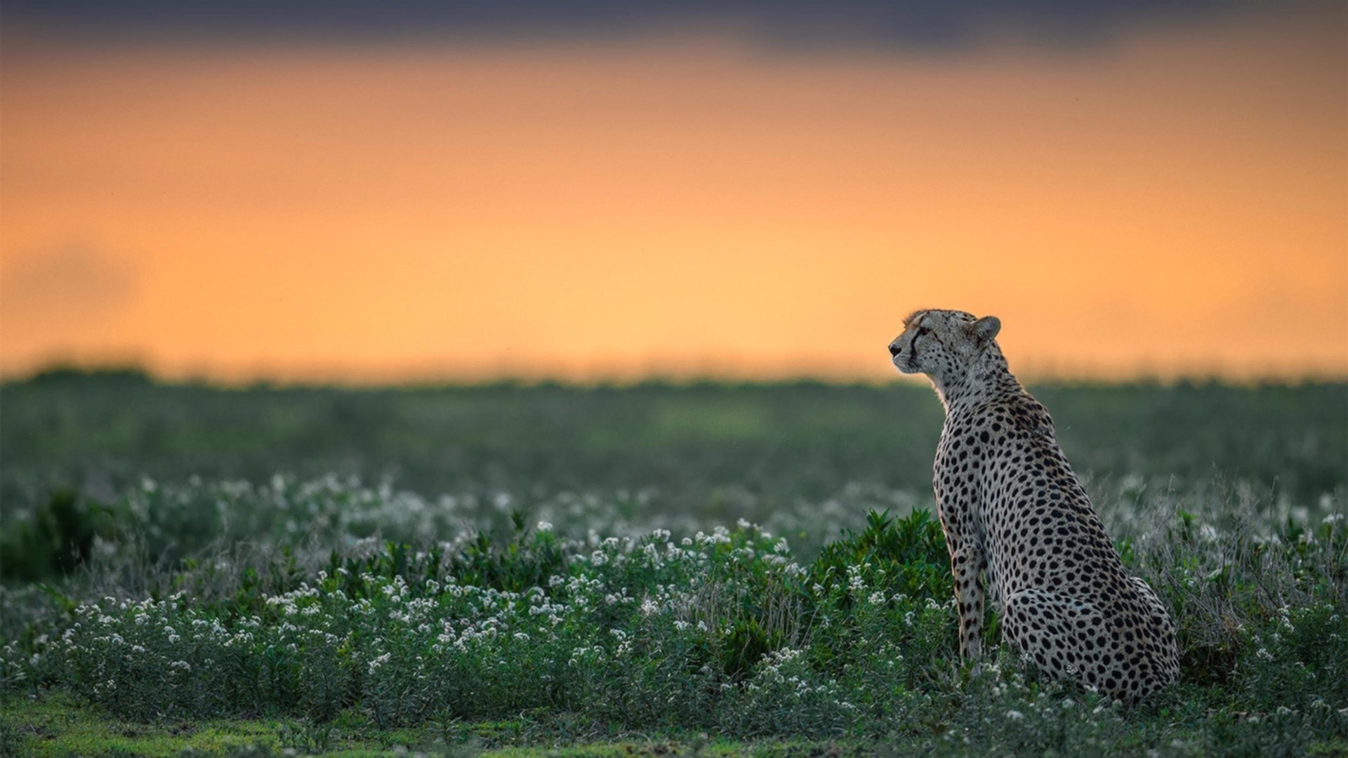 约基奇用实力证明自己，爵士正面击溃山西队