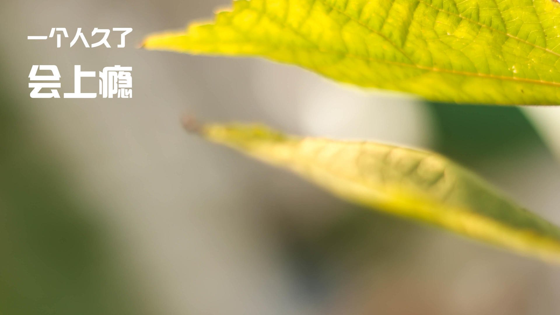 约基奇用实力证明自己，爵士正面击溃山西队